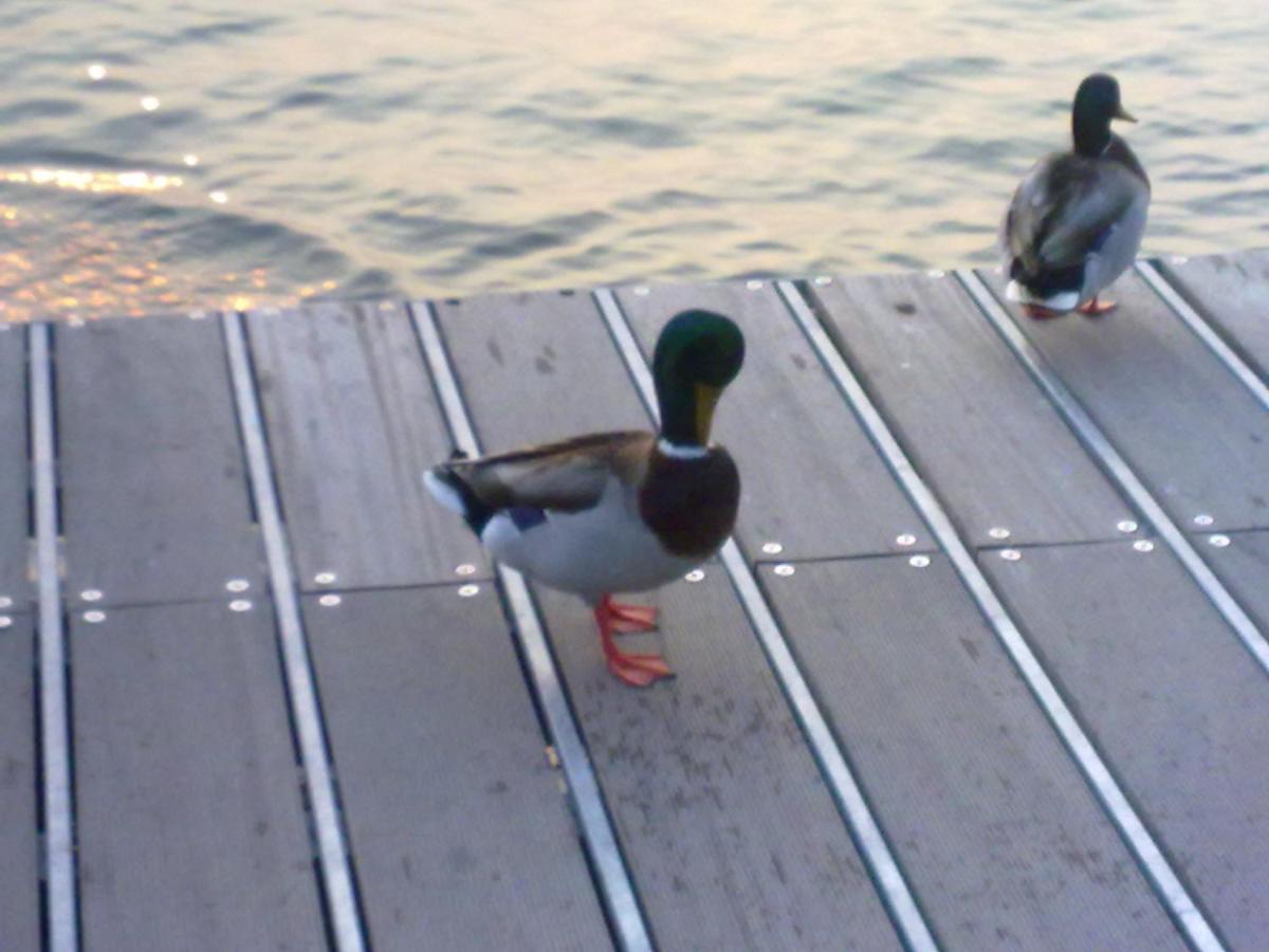 Residenza Al Sogno - On Lake Garda カヴァイオーン・ヴェロネーゼ エクステリア 写真